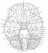 Brain Cranial Nerves Anatomy Exercise Physiology Flashcards Nervous sketch template