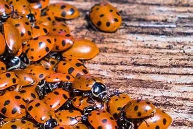 ladybug facts  knoxville residents    russells pest control pest control