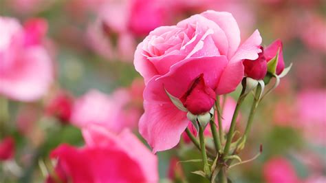 blur background pink rose flower 4k 5k hd flowers