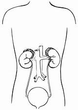 Urinary System Coloring Body Human Edupics sketch template
