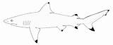 Blacktip Carcharhinus Silky Extinct Rediscovered Kalapeedia Designlooter Juuli sketch template