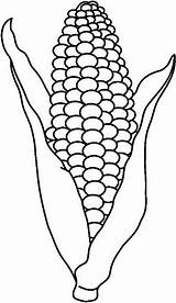 Corn Coloring Pages Outline Color Drawing Choose Board Cob sketch template