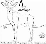Antelope Coloringbay sketch template