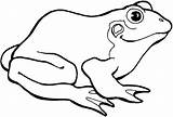 Coloring Frogs Pluspng sketch template