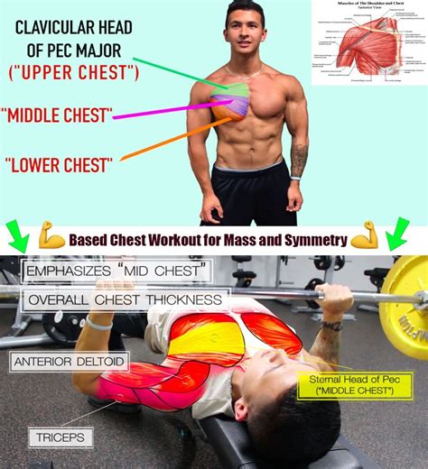 🚨based chest workout chest workout chest workout for mass workout
