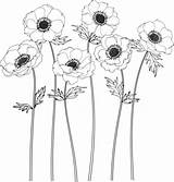 Anemone Drawing Flower Flowers Sketch Illustrations Line Backgrounds Vector Stock Clip Lineart sketch template