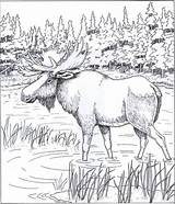 Coloring Moose Deer Italks Burning sketch template