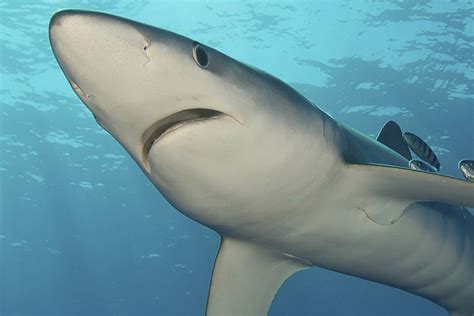 nice blue shark photo  wallpaper cute nice blue shark pictures