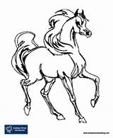 Arabian Coloring Pages Horse Getcolorings Idea Amazing Printable sketch template