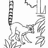 Lemur Tailed sketch template