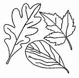 Coloring Leaves Leaf Fall Drawing Pages Autumn Maple Tree Without Printable Thanksgiving Falling Holly Color Berries Print Kids Getcolorings Getdrawings sketch template