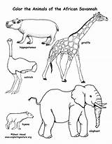 Animals Coloring African Savanna Pdf sketch template