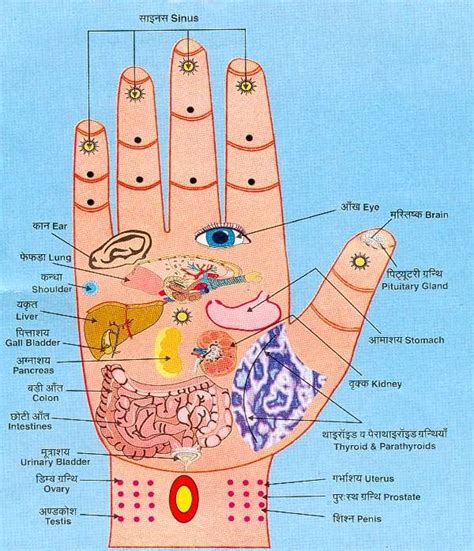 health tips hand points  organs connection