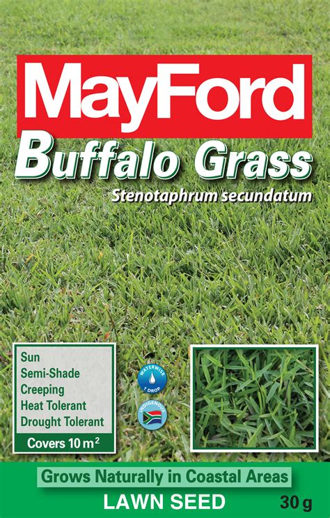 buffalo grass mayford