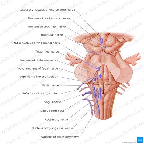 cranial nerve nuclei anatomy  embryology kenhub