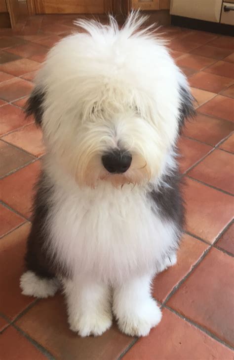 english sheep dog fluffy dogs fluffy animals animals  pets cute dogs  puppies