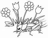 Coloring Insect Cricket Grass Flowers Pages Beautiful Kids sketch template
