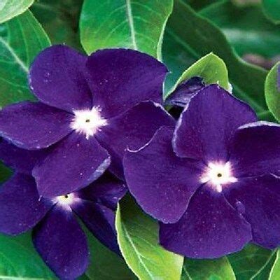 fragrant deep purple vinca flower seeds long lasting annual ebay