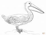 Pelican Supercoloring Joka Minulle Pelicans sketch template