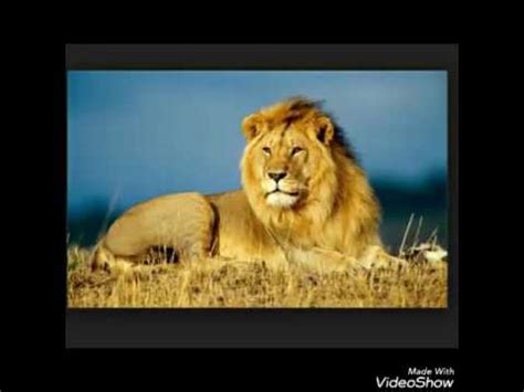 characteristics  lion youtube