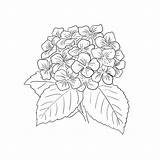 Hydrangea Hydrangeas Vendido sketch template