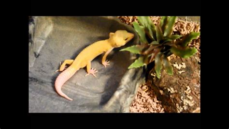breeding behaviors of leopard geckos youtube