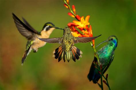 ten  flowers  attract hummingbirds   garden   bees