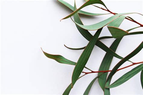 eucalyptus leaves  photo  freeimages