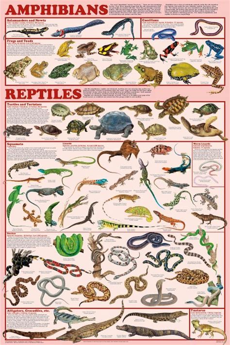 animals   amphibians examples  amphibians animals animals