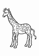 Girafe Giraffe sketch template