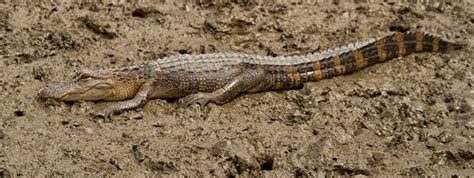 alligators cumberland island national seashore u s national park