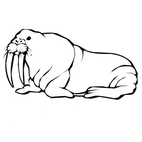 walrus coloring page animals town animals color sheet walrus