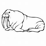 Walrus Coloring Color Pages Animals Print Designlooter Printable Animal Back 56kb 600px sketch template