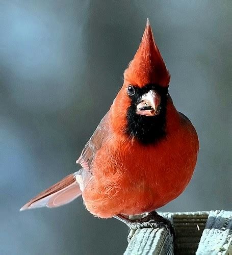 cardinal  cardinal   birdfeeder mike flickr