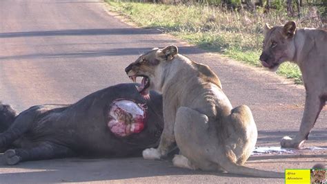 do not disturb lions having lunch in the road youtube