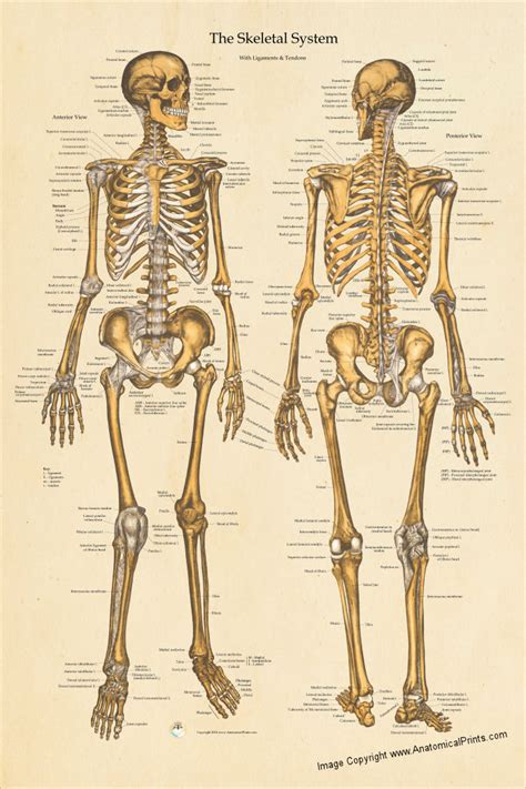 human skeletal anatomy poster