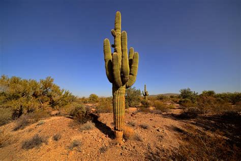 saguaro cactus care gardenerdy