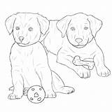 Retriever Lab Puppy Labrador Line Drawing Golden Puppies Getdrawings sketch template
