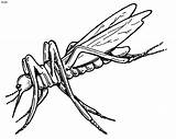 Mosquito Coloring Printable Pages Kids Animal Bestcoloringpagesforkids sketch template