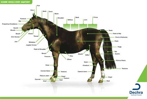 enlargement   equine  body anatomy chart           parts