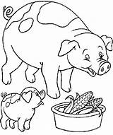 Colorir Coloriage Porco Colorat Desenhos Animale Ferme Fazenda Purcelusi Animaux Animales Granja P56 Cochon Cerdo Porcelets Papai Planse Porcos Mange sketch template