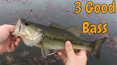 3 Good Size Bass Youtube