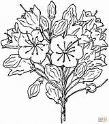 Coloring Mountain Laurel Azalea Kalmia Latifolia Flower Columbine Drawing Printable Color State Pages Connecticut Flowers Bird Books Online Supercoloring Getdrawings sketch template