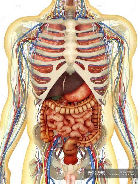 anatomy   human  body organs science anatomy scan  human