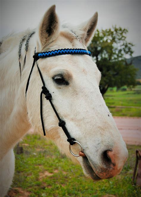 rope bridle lucky horse