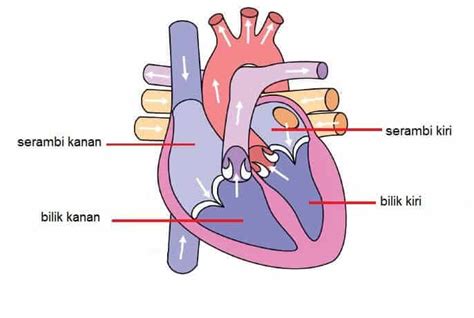 gambar jantung manusia beserta keterangannya terbaru