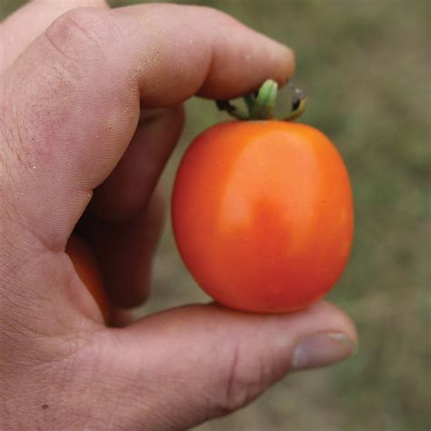 mini orange galusha hill organic seeds