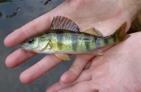 yellow perch early spawners   move bay naturalist bayjournalcom