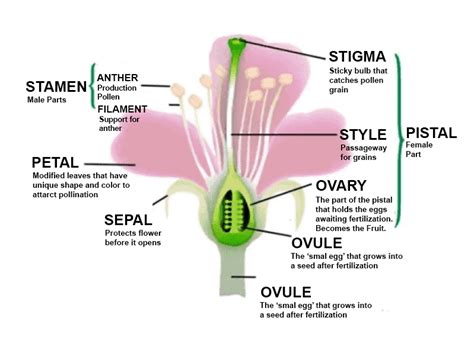 Revision Notes Sexual Reproduction In Flowering Plants Neet Notes
