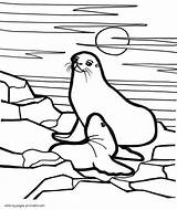 Coloring Pages Seal Printable Animals Sea Baby sketch template